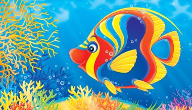 renkli mercan resif üzerinde yüzmeye angelfish.