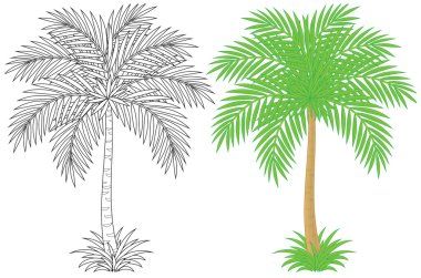 palmera contorneado y coloreado.