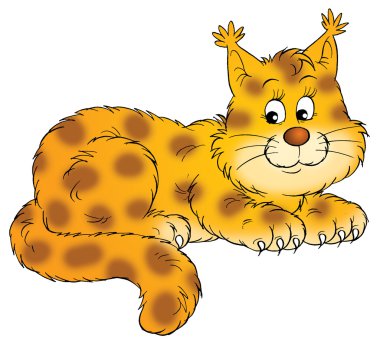 Benekli lynx yavrusu