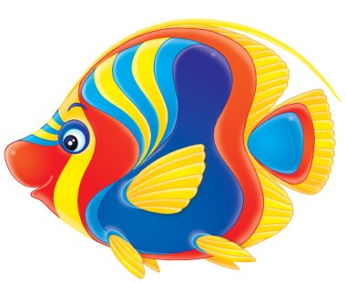 profilde Angelfish
