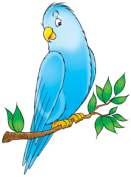 Periquito azul amigável empoleirado em um ramo de árvore . — Fotografia de Stock