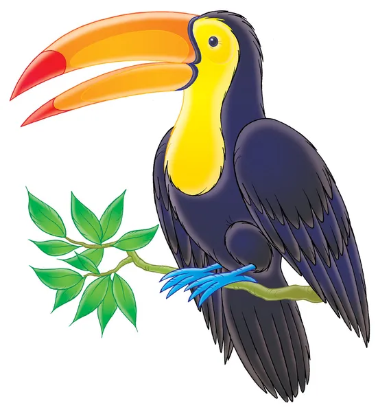 Dark blue toucan with a yellow belly and face — Stock Photo, Image