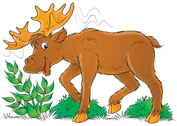 Moose eating leafy green plants. — Stock Photo, Image