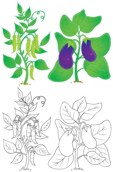 アウトラインの色でナスとエンドウ豆の植物 — ストック写真