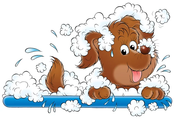 Cão de banho — Fotografia de Stock