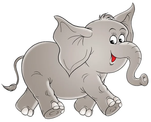 Adorabile elefante grigio che cammina a destra — Foto Stock