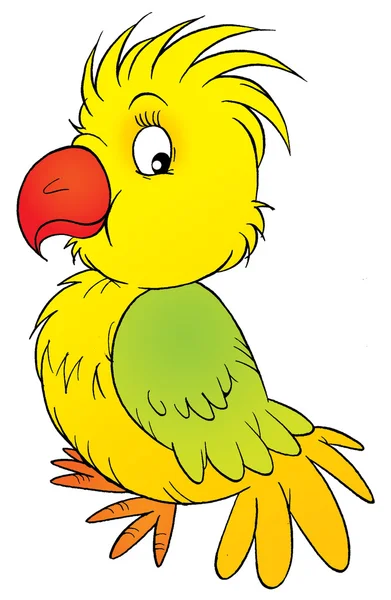 Papagaio amarelo e verde bonito . — Fotografia de Stock
