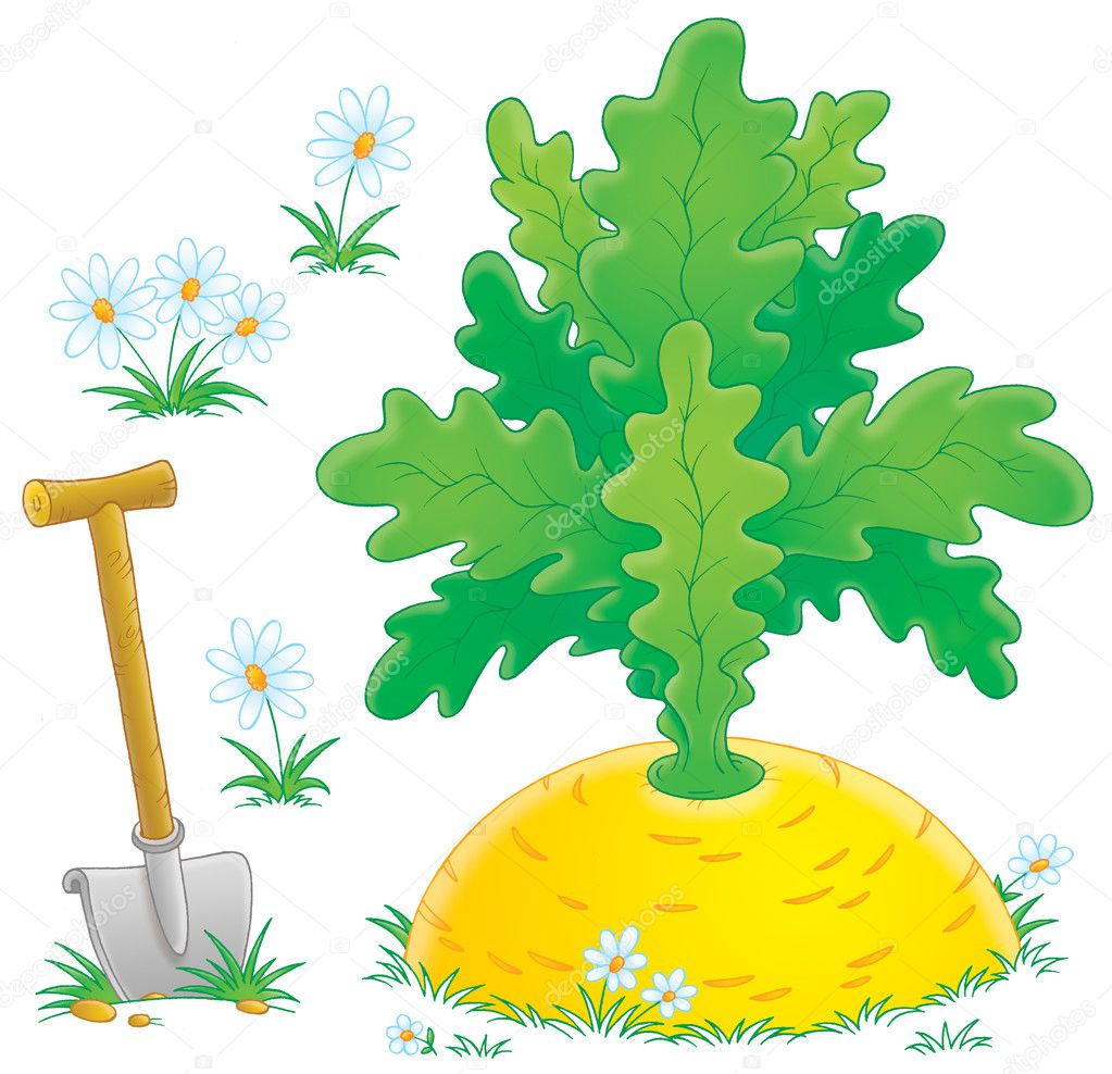 Shovel in the ground with white flowers, around a giant turnip