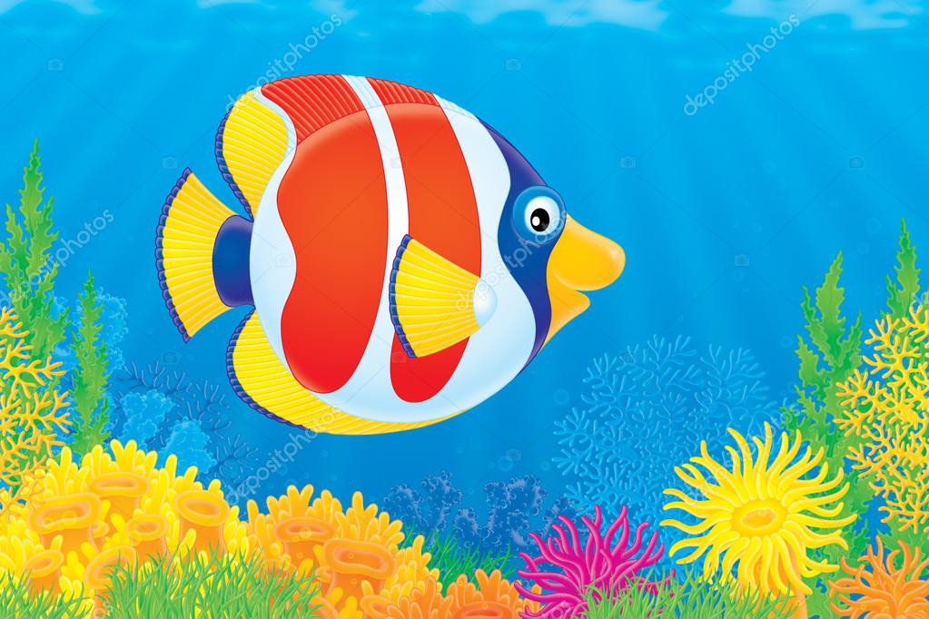 Picture of a red, white, blue and yellow tropical fish swimming in a coral reef.