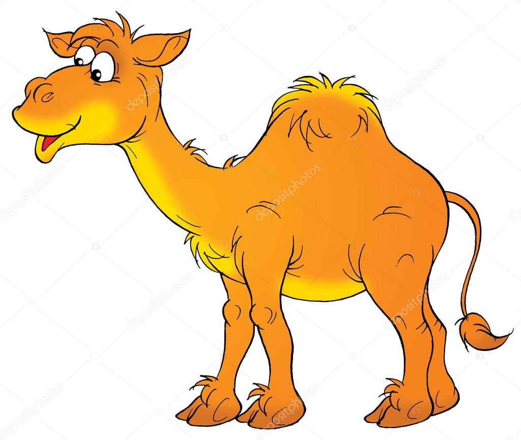 Happy Arabian camel with one hump, smiling and standing in profile.