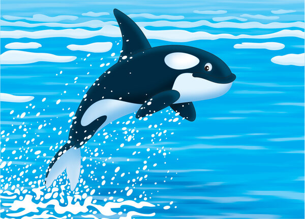 Killer whale