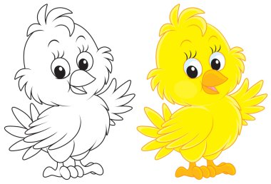 Chick vector Chick vector