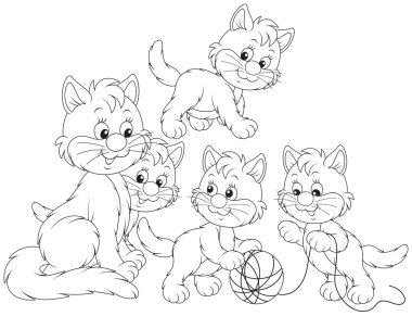 yavru kedi
