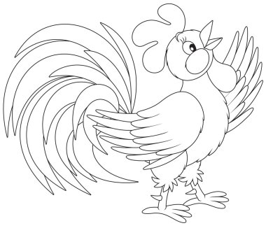 Rooster vector Rooster vector