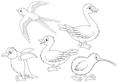 Pigeon clipart