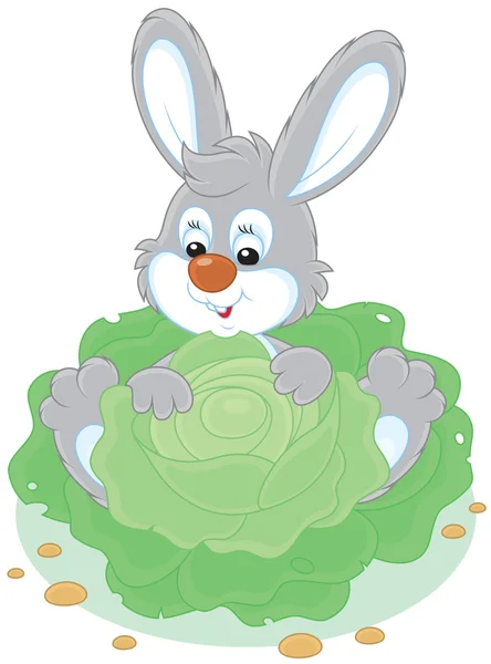 Bunny with a cabbage — Stock Vector