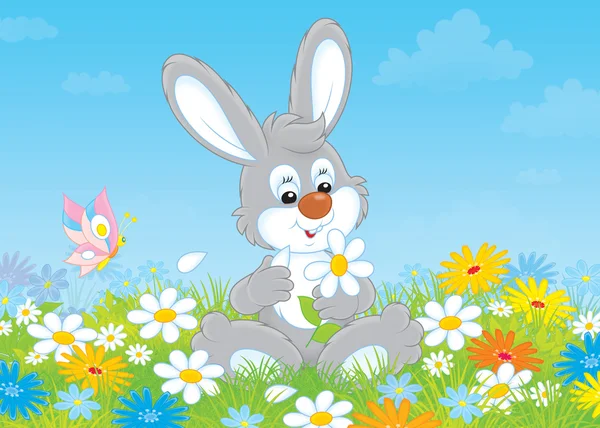 Bunny with a daisy — Stock Photo, Image