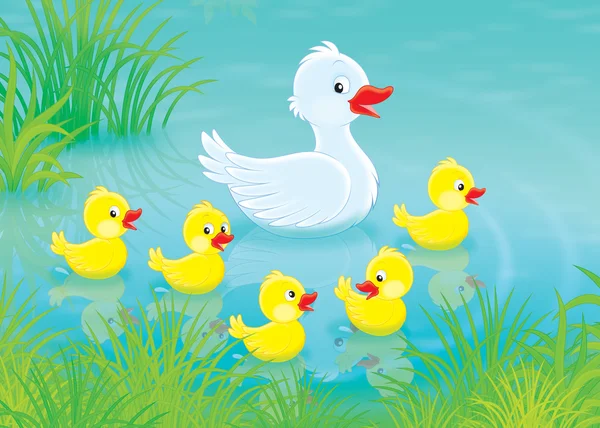 Duck and ducklings — Stock Photo, Image