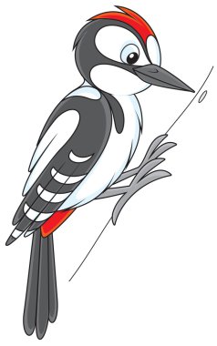 Woodpecker clipart