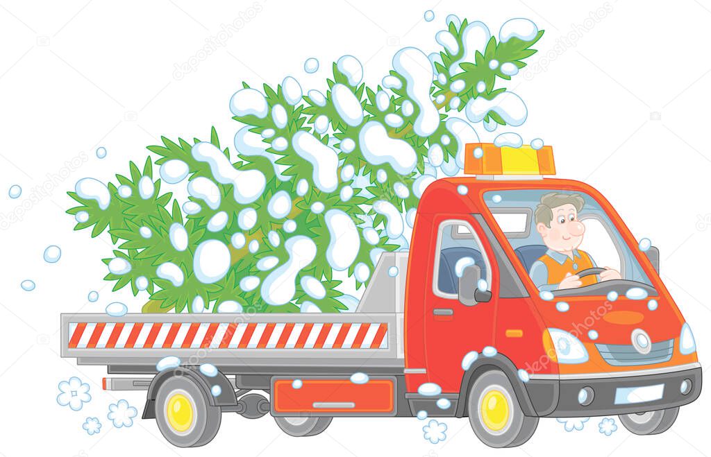 Funny driver in a small truck carrying a snowy Christmas tree from a winter forest, vector cartoon illustration on a white background