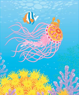 Fancy jellyfish with long stinging tentacles, a funny small crab and a striped butterfly fish traveling around a colorful coral reef in a tropical sea, vector cartoon illustration