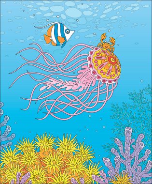 Fancy jellyfish with long stinging tentacles, a funny small crab and a striped butterfly fish traveling around a colorful coral reef in a tropical sea, vector cartoon illustration