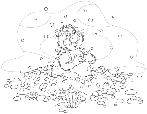 Funny Fat Groundhog Chubby Cheeks Looking Out Its Burrow Cold — Stock Vector