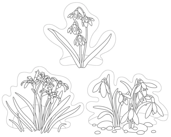 Florescimento Snowdrop Bluebell Gagea Pequenas Flores Selvagens Cartoony Aparecendo Início Ilustrações De Stock Royalty-Free