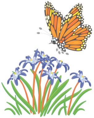 Renkli süslemeli kelebek Danaid hükümdarı tarlada güzel kır çiçeklerinin üzerinde uçuyor, vektör karikatür çizimi beyaz arka planda izole edilmiş.