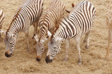 Two zebras eating grass clipart