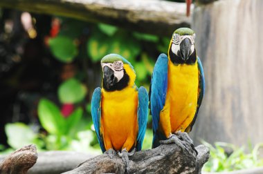 ağaç dal üzerinde renkli papağan