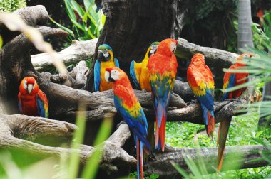 ağaç dal üzerinde renkli papağan