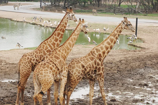 Grote giraffen op waterhole — Stockfoto