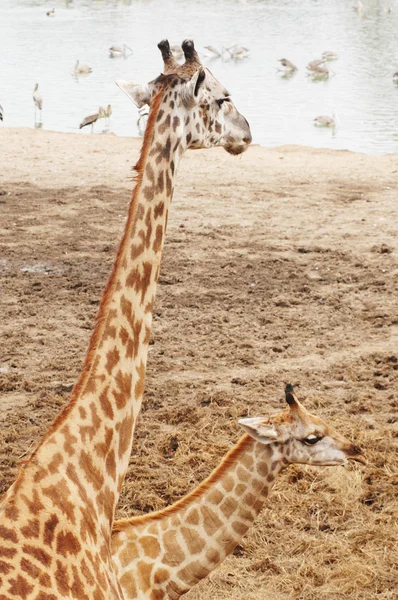 Большие жирафы у водопоя — стоковое фото