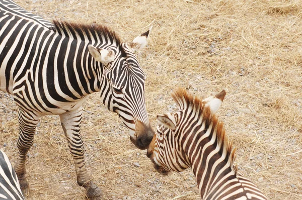 Zebras — Stock Photo, Image