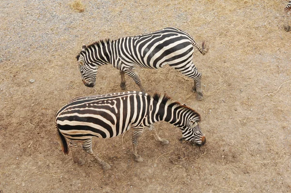 Две зебры едят траву — стоковое фото