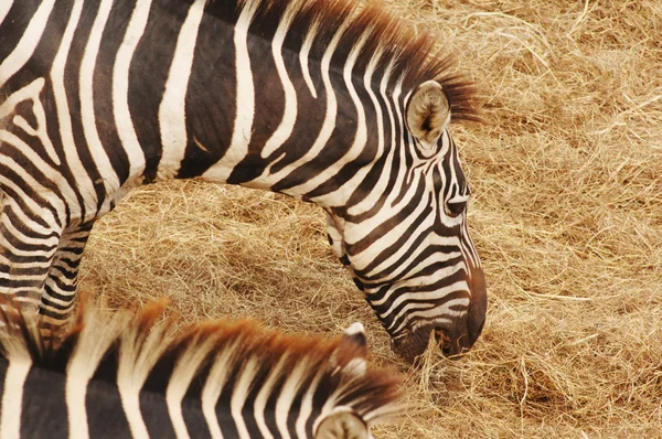 Зебра ест траву — стоковое фото