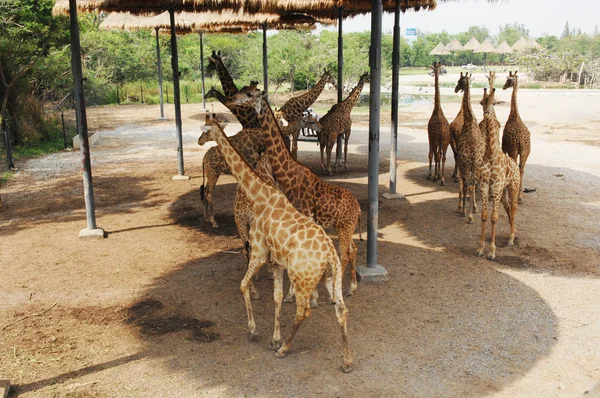 Girafas estão se escondendo do sol — Fotografia de Stock