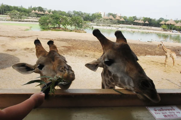 Відвідувачі, які годують жирафа з піднятої платформи . — стокове фото