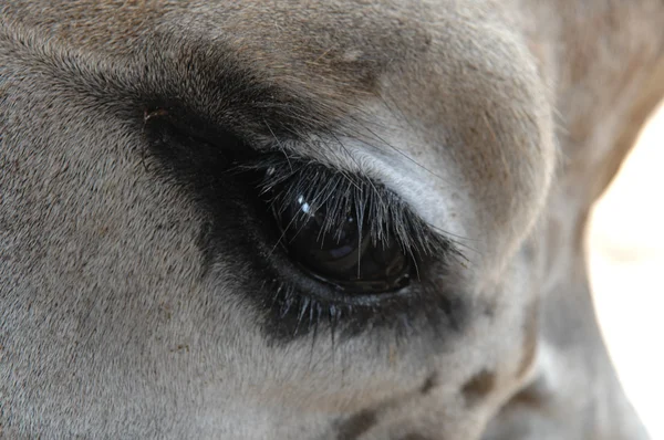 Portrait of a eye from beautiful giraffe — Stock Photo, Image