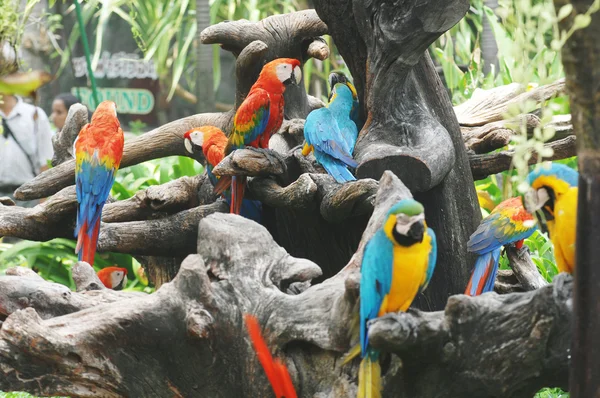 Красочный попугай на ветвях деревьев — стоковое фото