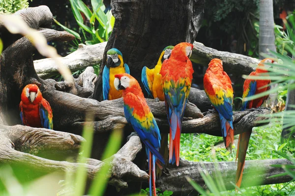 ağaç dal üzerinde renkli papağan