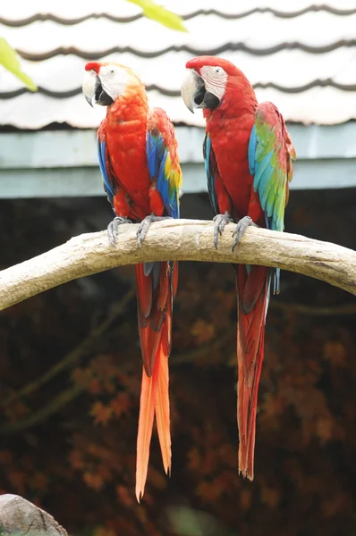 Perroquets colorés sur les branches d'arbres — Photo