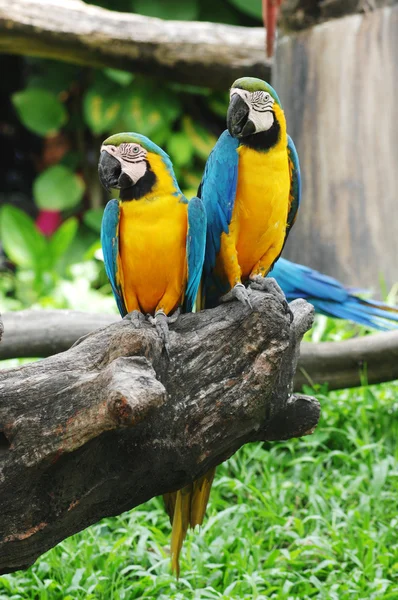 Colorful parrots on tree branches — Stock Photo, Image