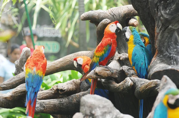 Loros coloridos en ramas de árboles — Foto de Stock