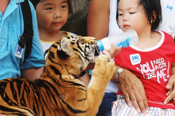 Tigre cachorro chupar la leche de botella —  Fotos de Stock