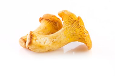 Beyaz arkaplanda izole edilmiş Chanterelle mantarı.