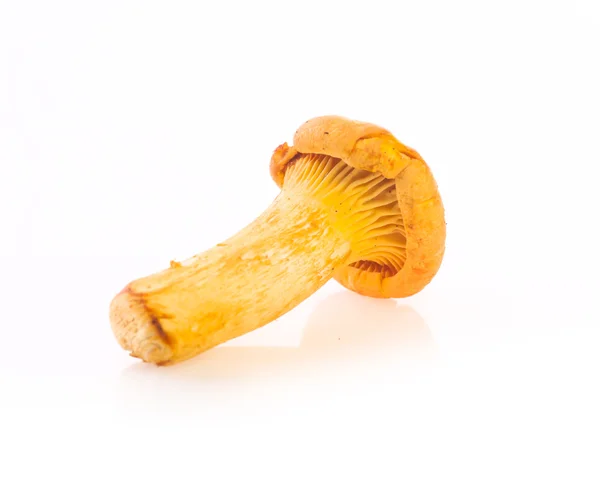 Champignon Chanterelle isolé sur fond blanc — Photo