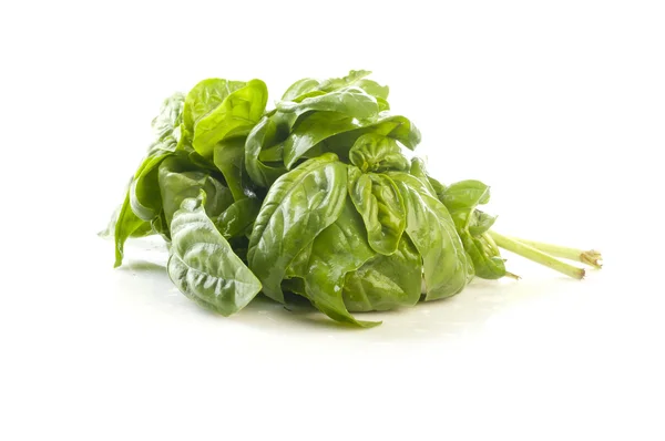 Basil on a white background — Stock Photo, Image