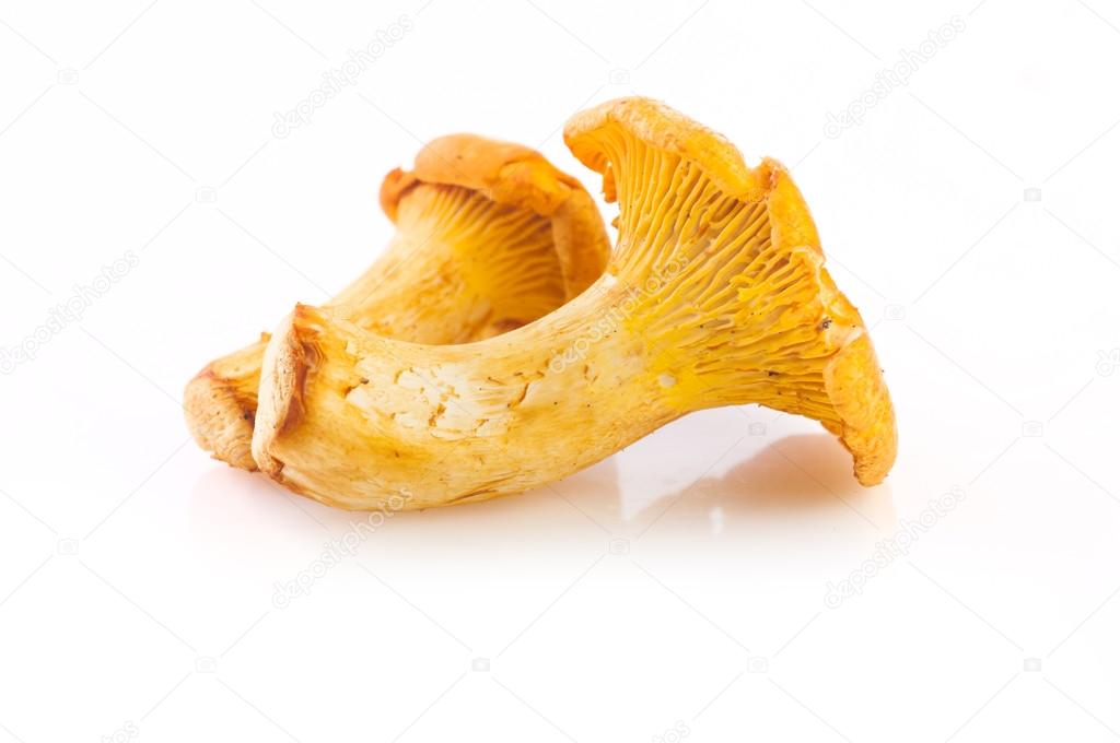 Chanterelle mushroom isolated on white background